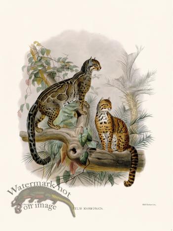 Elliot Cat 09 Marbled Cat